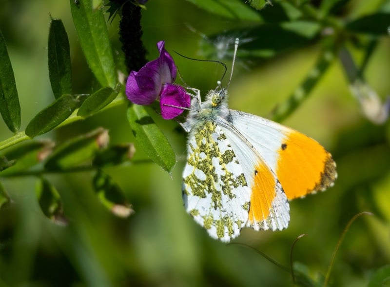 Green Entrepreneurship Tips